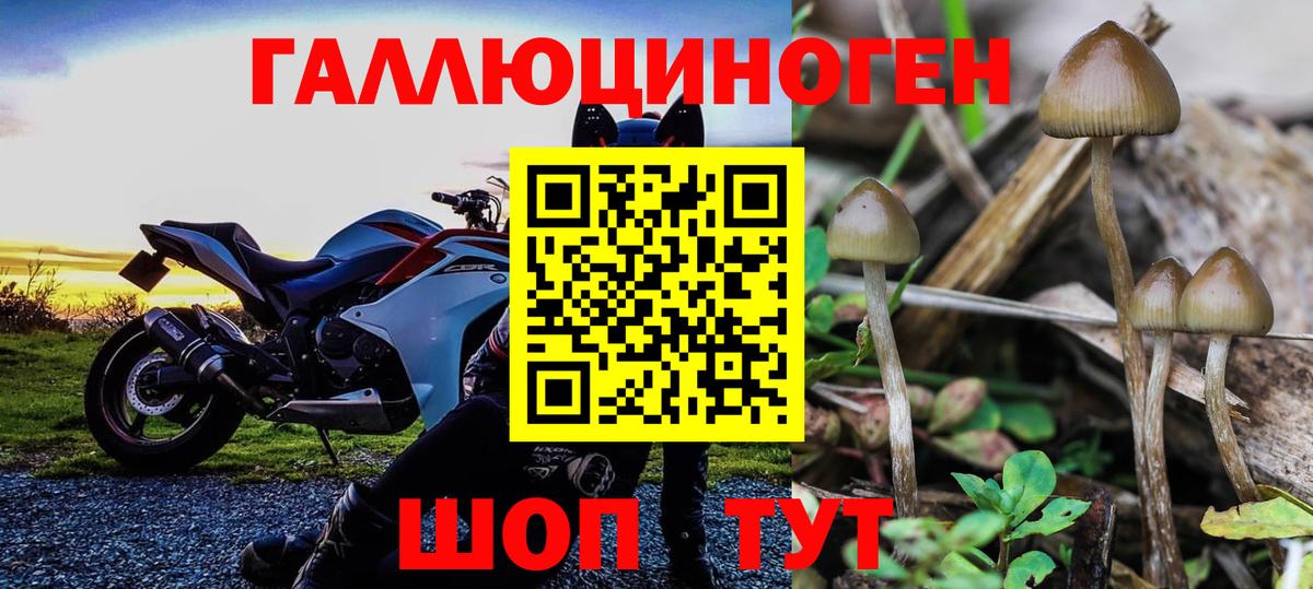 Галлюциногенные грибы Psilocybine cubensis  Вход с VPN  Галлюциногенные грибы Psilocybe  Электрогорск 